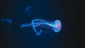 Gattina: Ein faszinierendes Hydrozoan mit biolumineszenten Tentakeln!