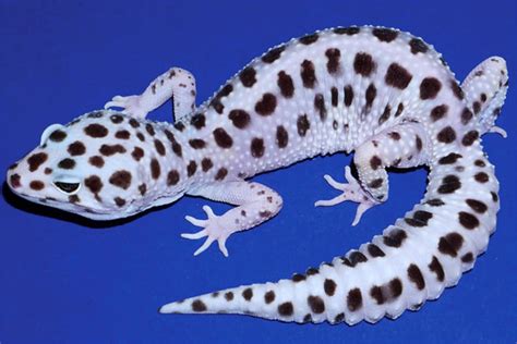  Leopardgecko – Ein faszinierendes Reptil mit einem unverwechselbaren Muster und einer liebenswerten Persönlichkeit!