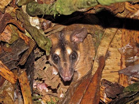  Opossum: Ein pelziges Wunder der nächtlichen Anpassung und des erstaunlichen Überlebens!