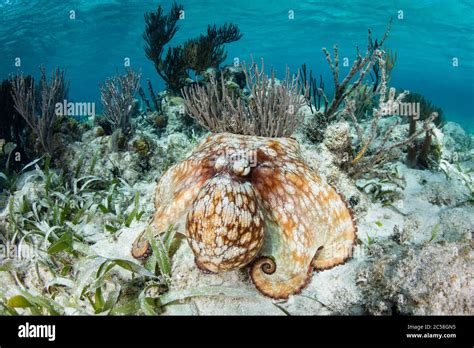  Topschnecke: Ein Meister der Tarnung und zugleich ein Geschichtenerzähler auf dem Meeresboden!