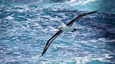  Albatros - Ein majestätischer Vogel der Lüfte mit einem unbändigen Drang zum Wandern!