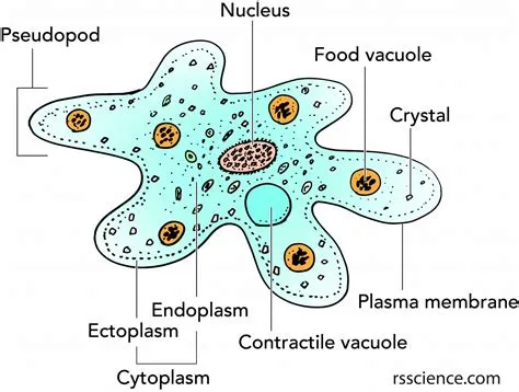  Amoeba Proteus: Ein faszinierendes Einzelwesen mit erstaunlicher Gestaltwandlungsfähigkeit!