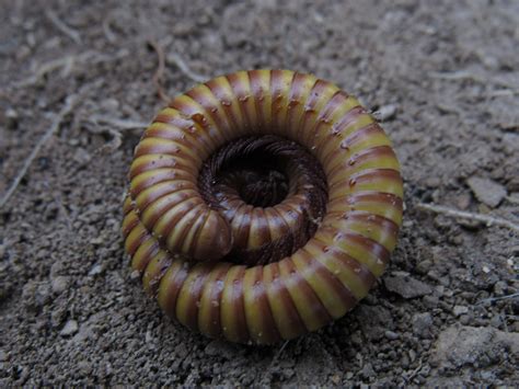  Geophile! Entdecke die faszinierende Welt dieses unterirdischen Myriapoden-Giganten