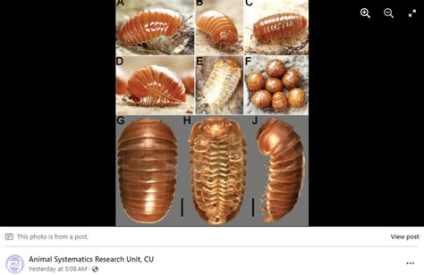  Iulidae: Entdecker der Unterwelt mit unzähligen Beinen!