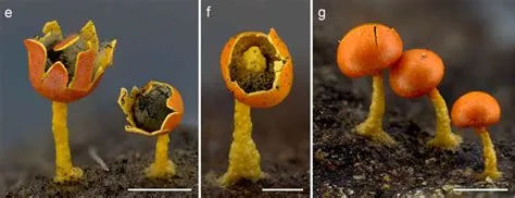 Mikrozoische Monstre:  Erfahren Sie alles über den vielseitigen und faszinierenden Myxomyceten!