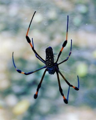  Orb Weaver Spinnen: Welche faszinierenden Architektinnen des Tierreichs sind diese Meister-Spinner?