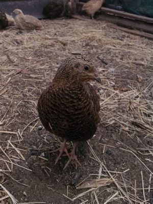  Quail: Ein scheuer Waldbewohner mit farbenfrohen Federn, der sich durch geschickte Tarnung vor Feinden schützt!